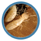 Termite Control and Inspection