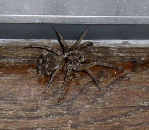 Poisonous Black Widow & Wolf Spider Control - Romar Pest Control ...